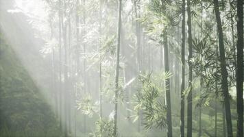 uma pacífico bambu floresta iluminado de a dourado raios do a Sol video