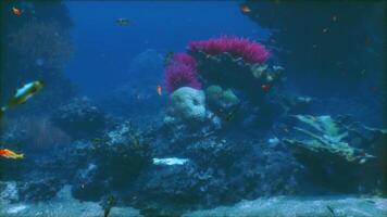 un grupo de pescado nadando alrededor un coral arrecife video