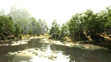 une rivière fonctionnement par une forêt rempli avec des arbres video