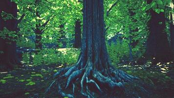 A majestic tree with exposed roots in a lush forest video