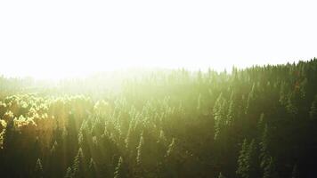 Sunlight streaming through trees in a serene forest video