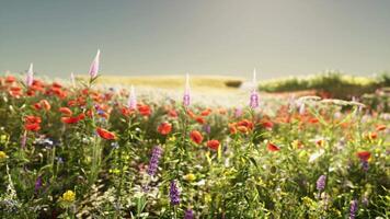 uma vibrante campo cheio do colorida flores silvestres e de outros lindo flores video