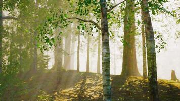 Sunlit birch trees in a serene forest setting video