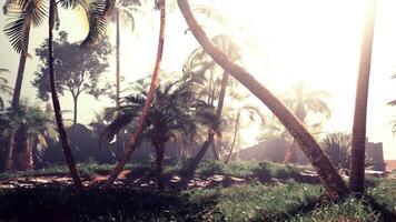 The sun shines through the palm trees in a tropical setting video