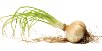 AI generated Isolated Green Onion png