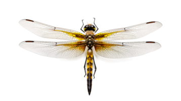 AI generated dragonfly in flight with a transparent background png