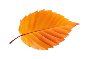 ai generiert beschwingt Orange Herbst Blatt auf transparent Hintergrund png