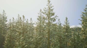 een dicht pijnboom Woud met torenhoog bomen video