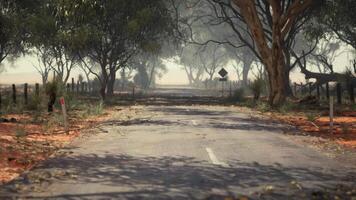 un sereno la carretera rodeado por imponente arboles video