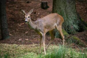 hueva ciervo en bosque, capreolus capreolus. salvaje hueva ciervo en naturaleza. foto