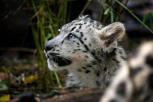 Baby snow leopard. Young snow leopard. photo