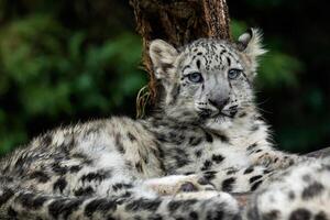 Baby snow leopard. Young snow leopard. photo