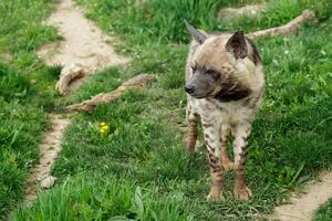 Striped hyena in grass photo