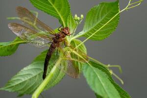 marrón libélula en un planta. grande libélula con transparente alas. foto