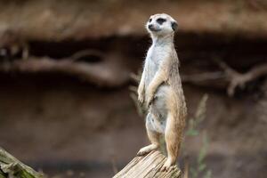 Suricata standing on a guard. Curious meerkat photo