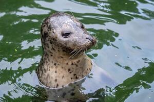 Harbor Seal with his head above green water photo