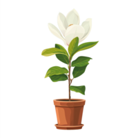 ai generiert Magnolie Blume im Topf isoliert auf transparent Hintergrund png