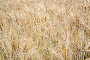 Wheat field. Golden ears of wheat on the field. Background of ripening ears of meadow wheat field. Rich harvest Concept photo