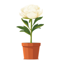 ai genererad pion blomma illustration isolerat på transparent bakgrund png