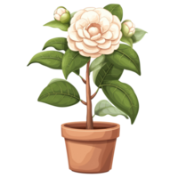 AI generated Illustration of a blooming camellia in a pot on a transparent background png