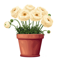 ai gerado ilustração do branco ranúnculo flores dentro uma Panela isolado em transparente fundo png