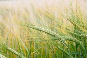 Wheat field. Green ears of wheat on the field. Background of ripening ears of meadow wheat field. Rich harvest Concept photo