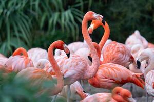 Group of Chilean Flamingos photo