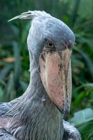 A shoebill stork standing surrounded by plants. photo