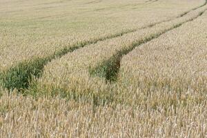 Wheat field. Golden ears of wheat on the field. Background of ripening ears of meadow wheat field. Rich harvest Concept photo