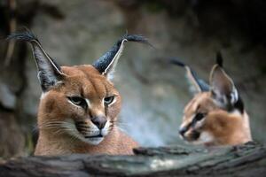 Portrait of a female Caracal and young caracal in background. photo