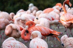 Group of Chilean Flamingos photo