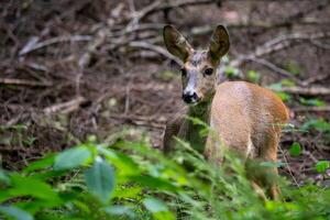 hueva ciervo en bosque, capreolus capreolus. salvaje hueva ciervo en naturaleza. foto