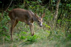 Roe deer in forest, Capreolus capreolus. Wild roe deer in nature. photo