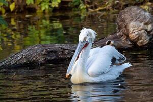 Dalmatian pelican floating on water photo