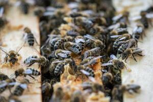 Close up view of the open hive showing the frames populated by honey bees. Bees in honeycomb. photo