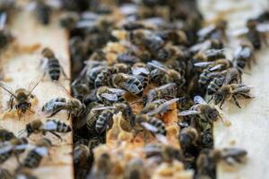 cerca arriba ver de el abierto colmena demostración el marcos poblado por miel abejas. abejas en panal. foto