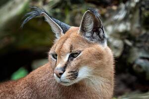 Portrait desert cats Caracal  or African lynx with long tufted ears photo