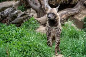 Striped hyena in grass photo
