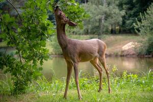 Roe deer eating acorns from the tree, Capreolus capreolus. Wild roe deer in nature. photo