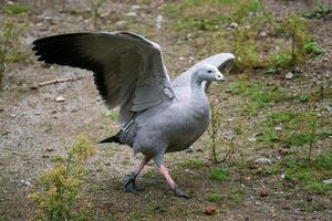 Cape Barren Goose with wings outstretched, Cereopsis novaehollandiae. photo