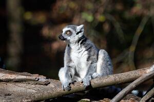 Lemur catta on the tree. The ring-tailed lemur is a large strepsirrhine primate and the most recognized lemur due to its long, black and white ringed tail. photo