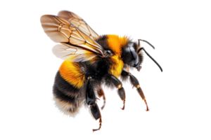 ai généré abeille sur transparent Contexte png