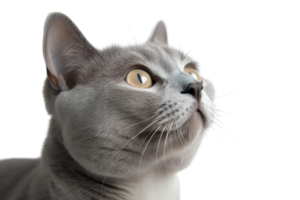 ai généré gris fourrure chat à la recherche à l'extérieur sur une transparent Contexte png