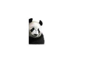 ai generato panda su un' trasparente sfondo png