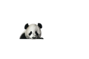 ai genererad panda på en transparent bakgrund png