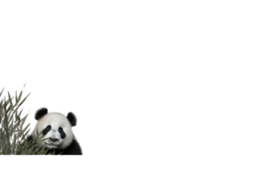 ai generado panda en un transparente antecedentes png