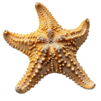 AI generated Coral stars on transparent background png