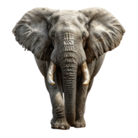 AI generated African elephant on transparent background png