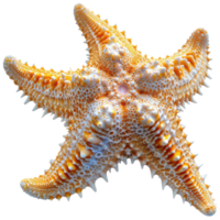 AI generated Coral stars on transparent background png