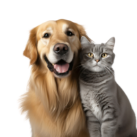 ai generado perro y gato en transparente antecedentes png